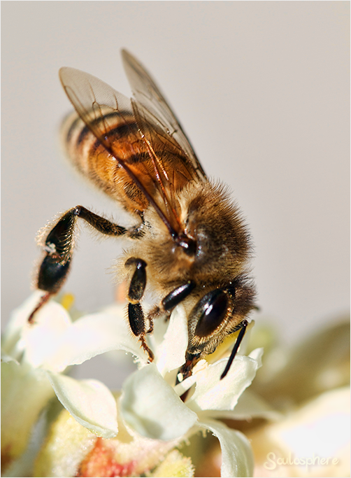 Nectar Nuzzler